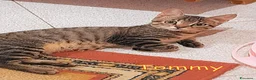 Europeo gatti in regalo: TOMMY TENERISSIMO GATTINO SENZA RICHIESTE - Annuncio 1