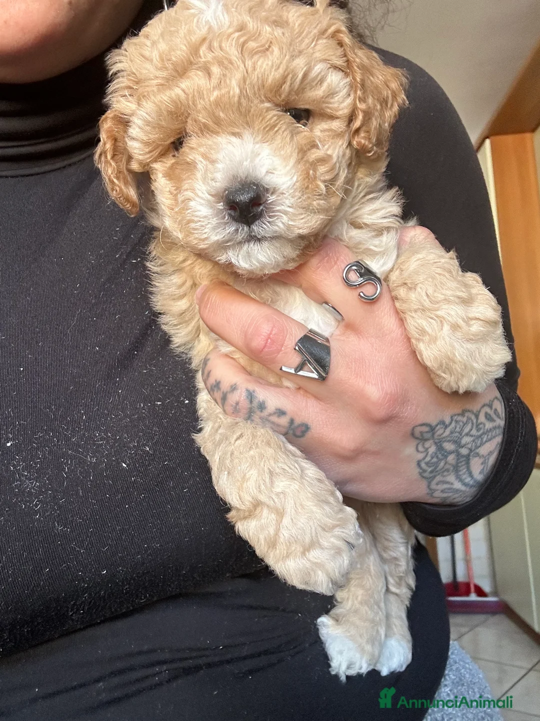 Barboncino Toy cani in vendita: Barboncini toy - Annuncio 6