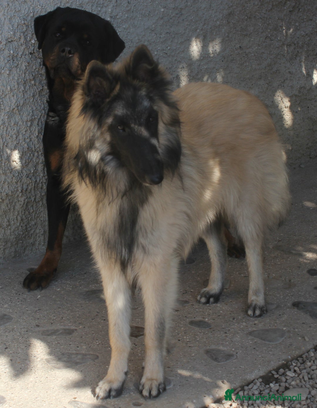 Immagine della galleria {{count}}