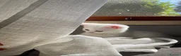 British gatti in vendita: adorabile e meraviglioso gattini  - Annuncio 2