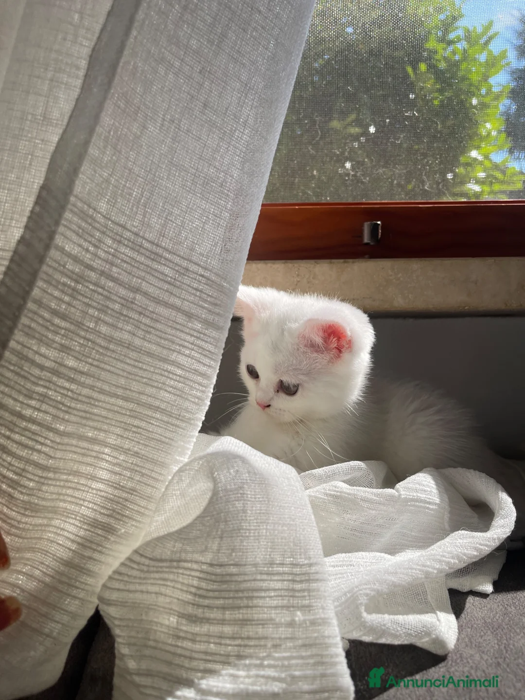 British gatti in vendita: adorabile e meraviglioso gattini  - Annuncio 2