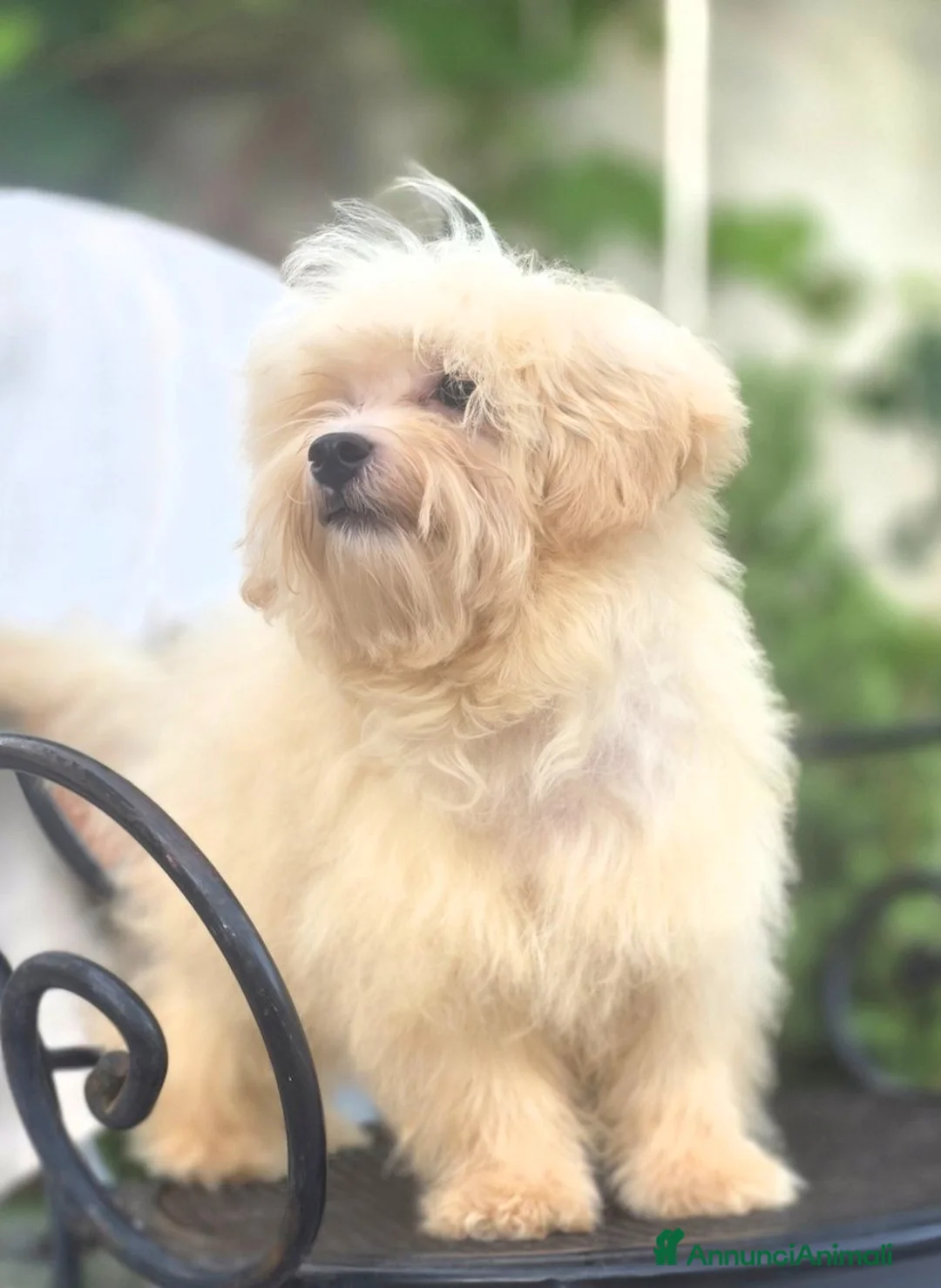Maltipoo cani in vendita: Maltipoo - Annuncio 1