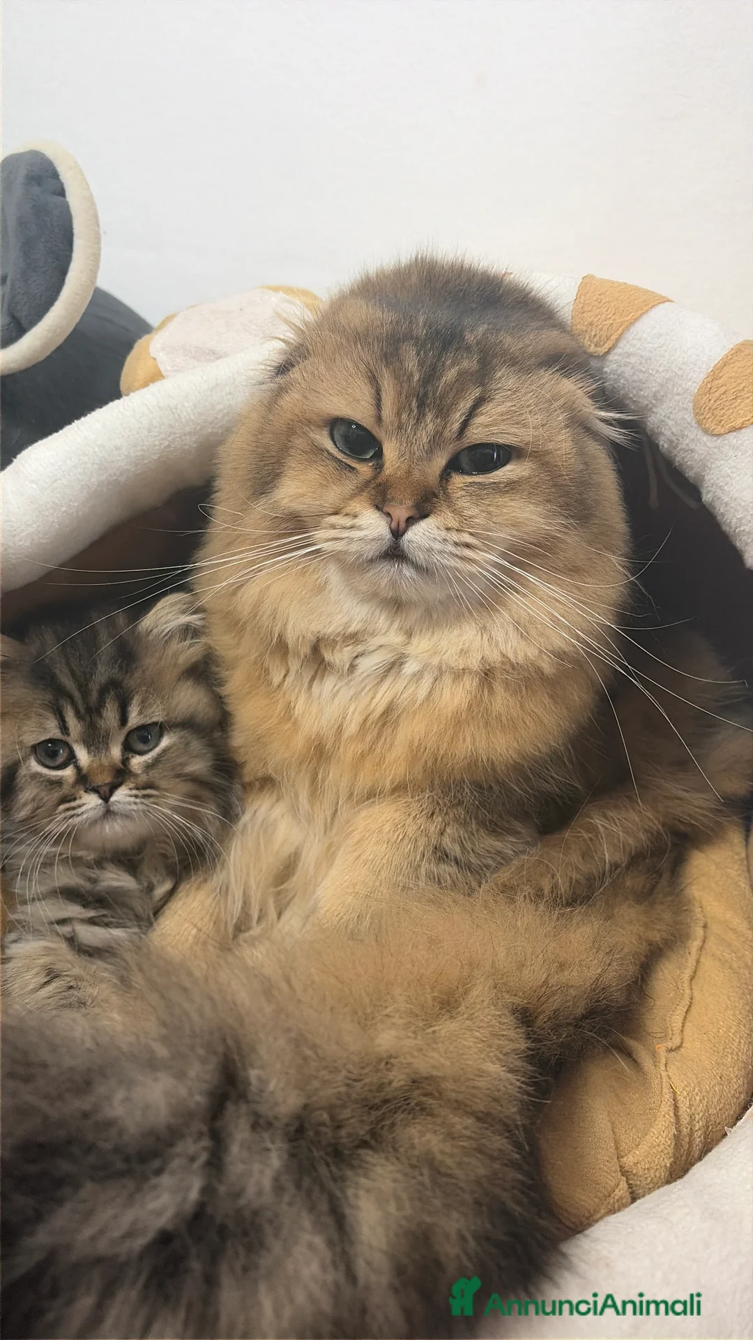 Scottish gatti in vendita: Scottish fold/straight gattini  - Annuncio 2