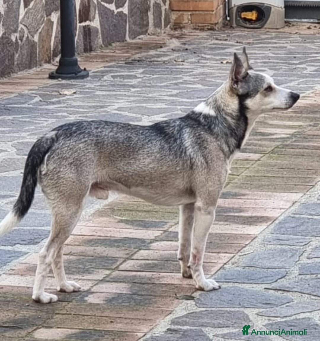 Meticcio cani in regalo: Una casa e tanto amore per Miele e Neve - Annuncio 7