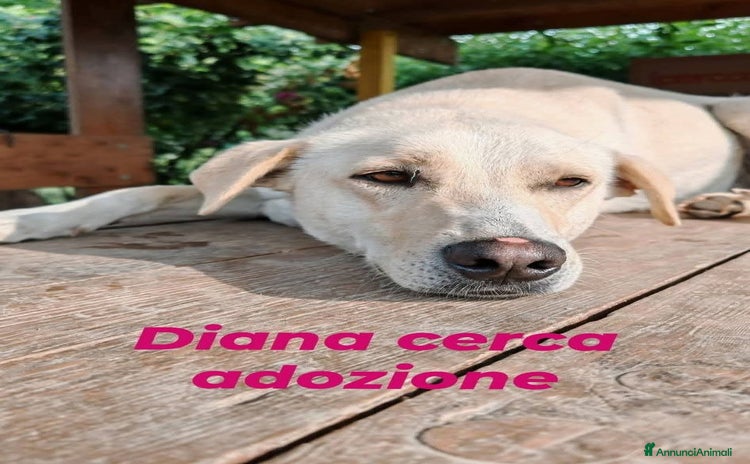 Labrador cani a Provincia di Como - Annuncio 5