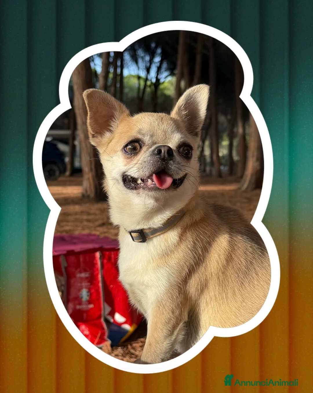Chihuahua cani in vendita: cuccioli chihuahua - Annuncio 2