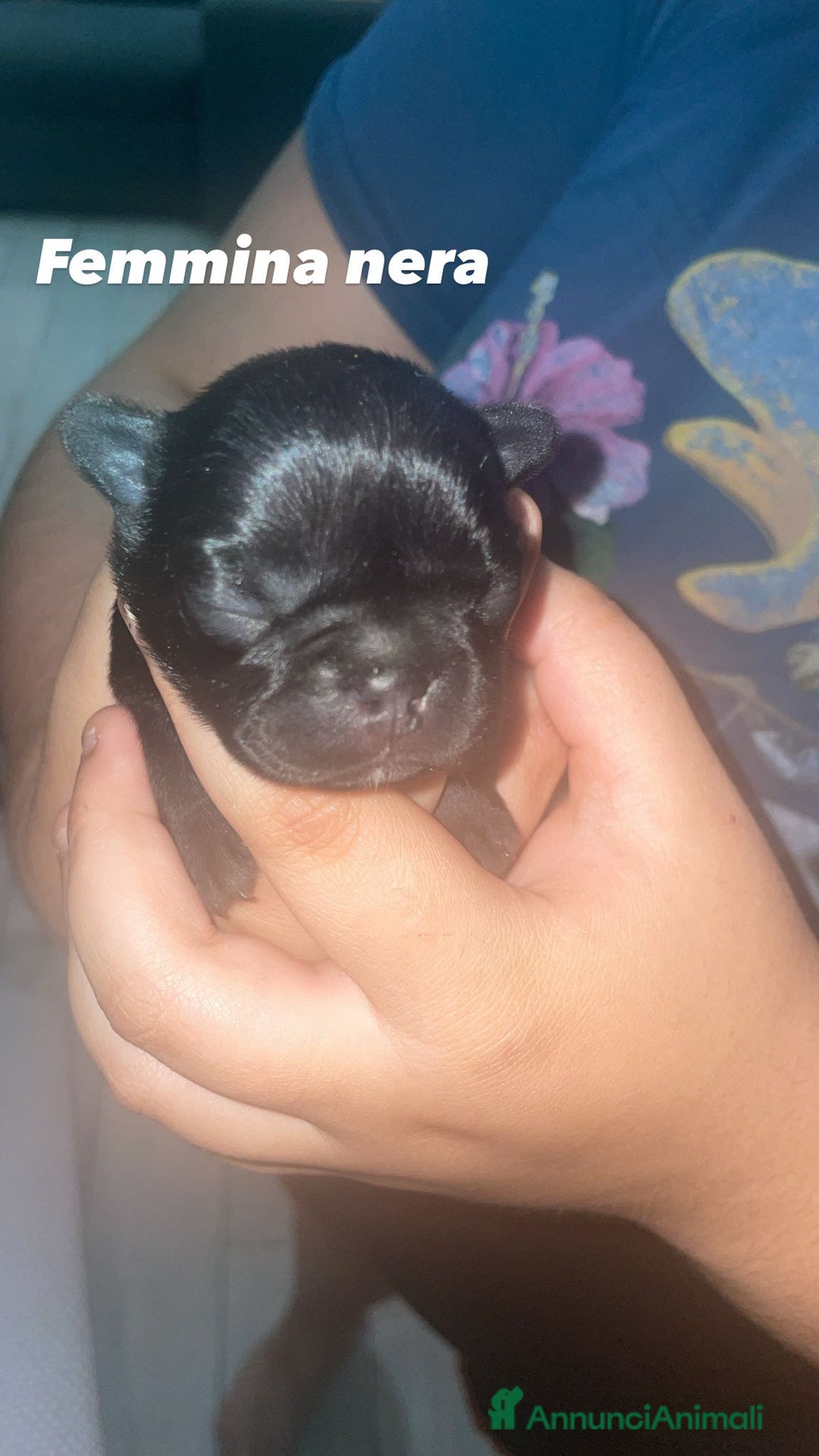 Bulldog Francese cani in vendita: Bulldog francese  a Provincia di Foggia - Immagine 1