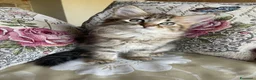Siberiano gatti in vendita: Gattina Siberiana - Annuncio 3