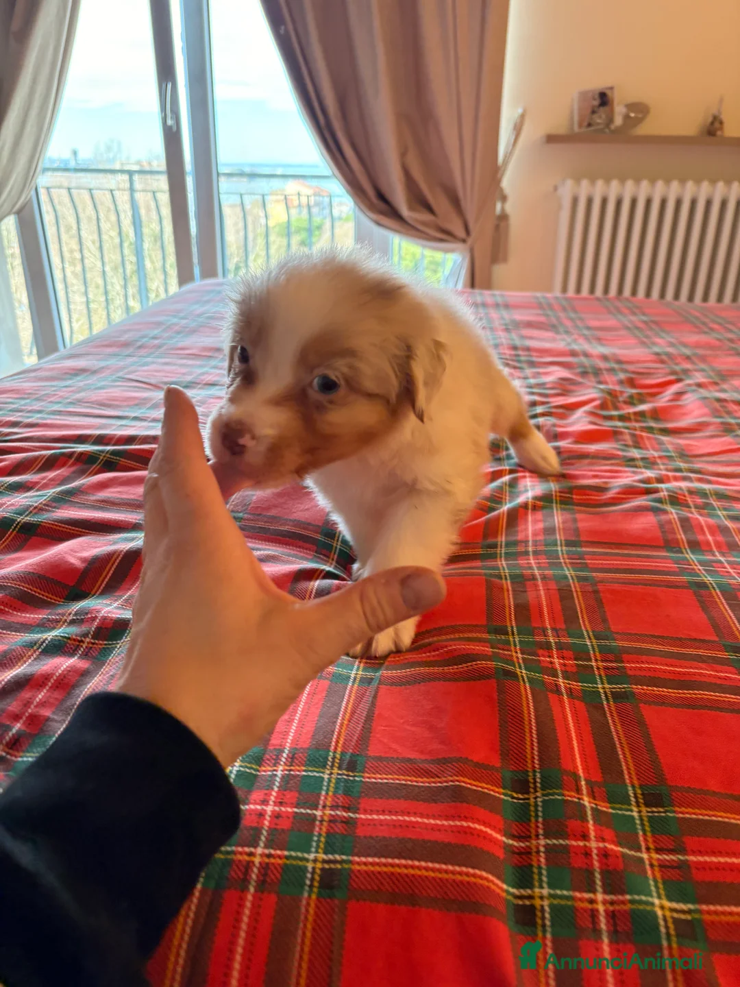 Australian Shepherd cani in vendita: Pastore australiano  - Annuncio 5