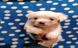 Maltese cani in vendita: Maltese cuccioli - Immagine 6