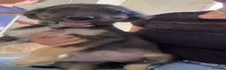 Meticcio cani in regalo: CUCCIOLI ABBANDONATI: URGENTE! a Città Metropolitana di Torino - Annuncio 7
