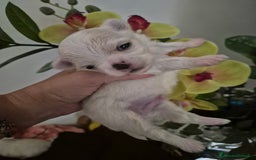 Maltese cani in vendita: Mini maltese coreano  a Provincia di Padova - Immagine 8