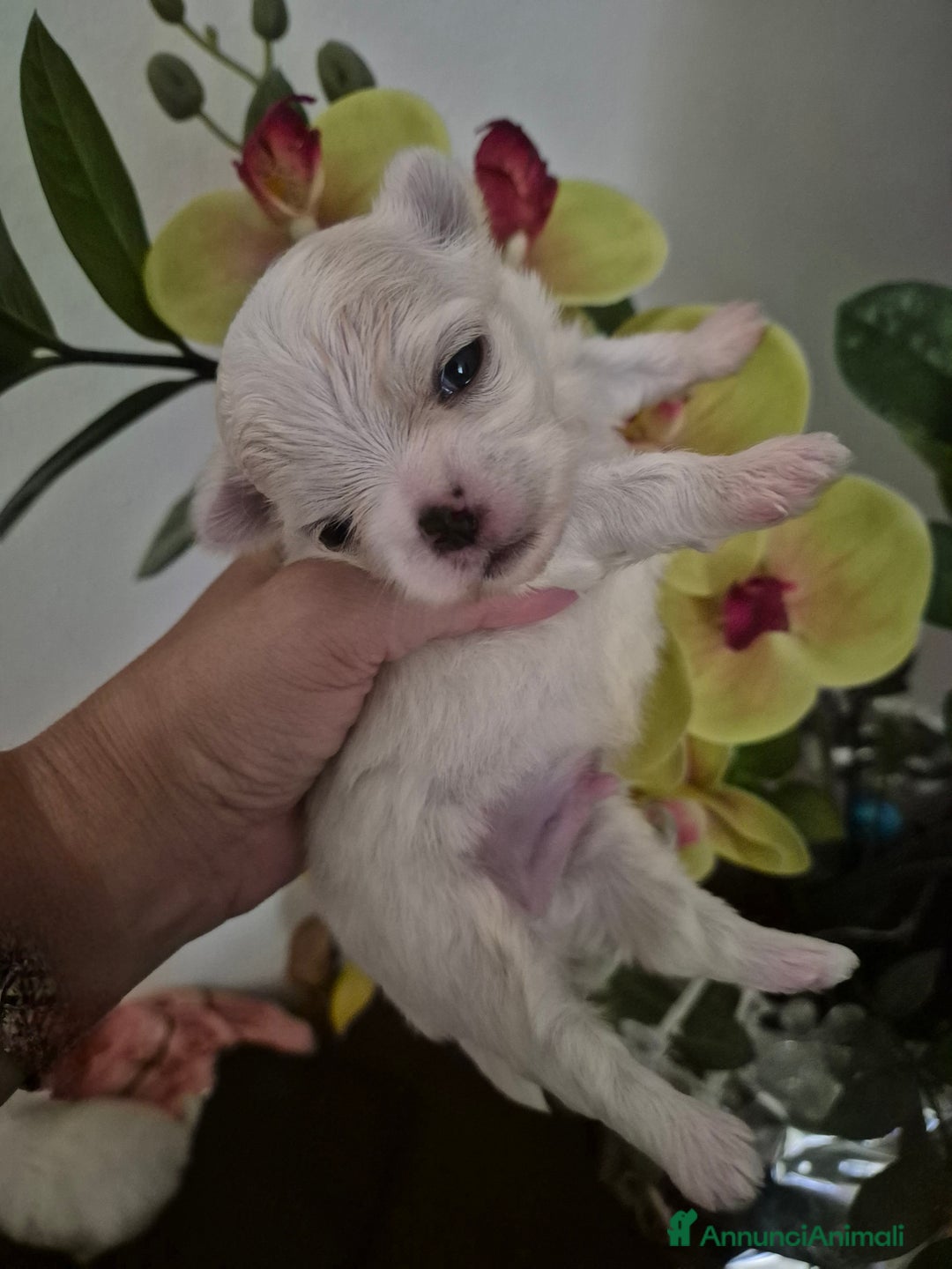 Maltese cani in vendita: Mini maltese coreano  a Provincia di Padova - Immagine 8