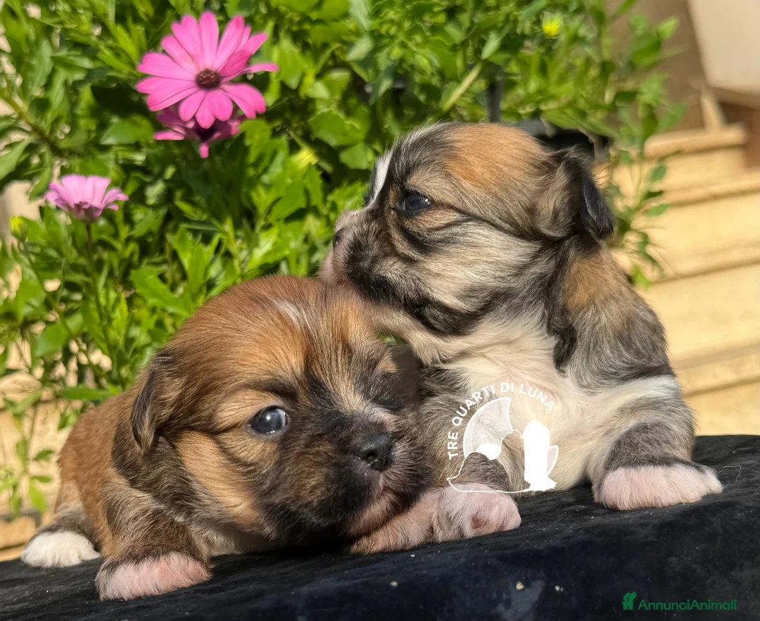 Maltipoo cani in vendita: Maltipoo Barboncino Lhasa Apso Tre Quarti di Luna - Annuncio 2