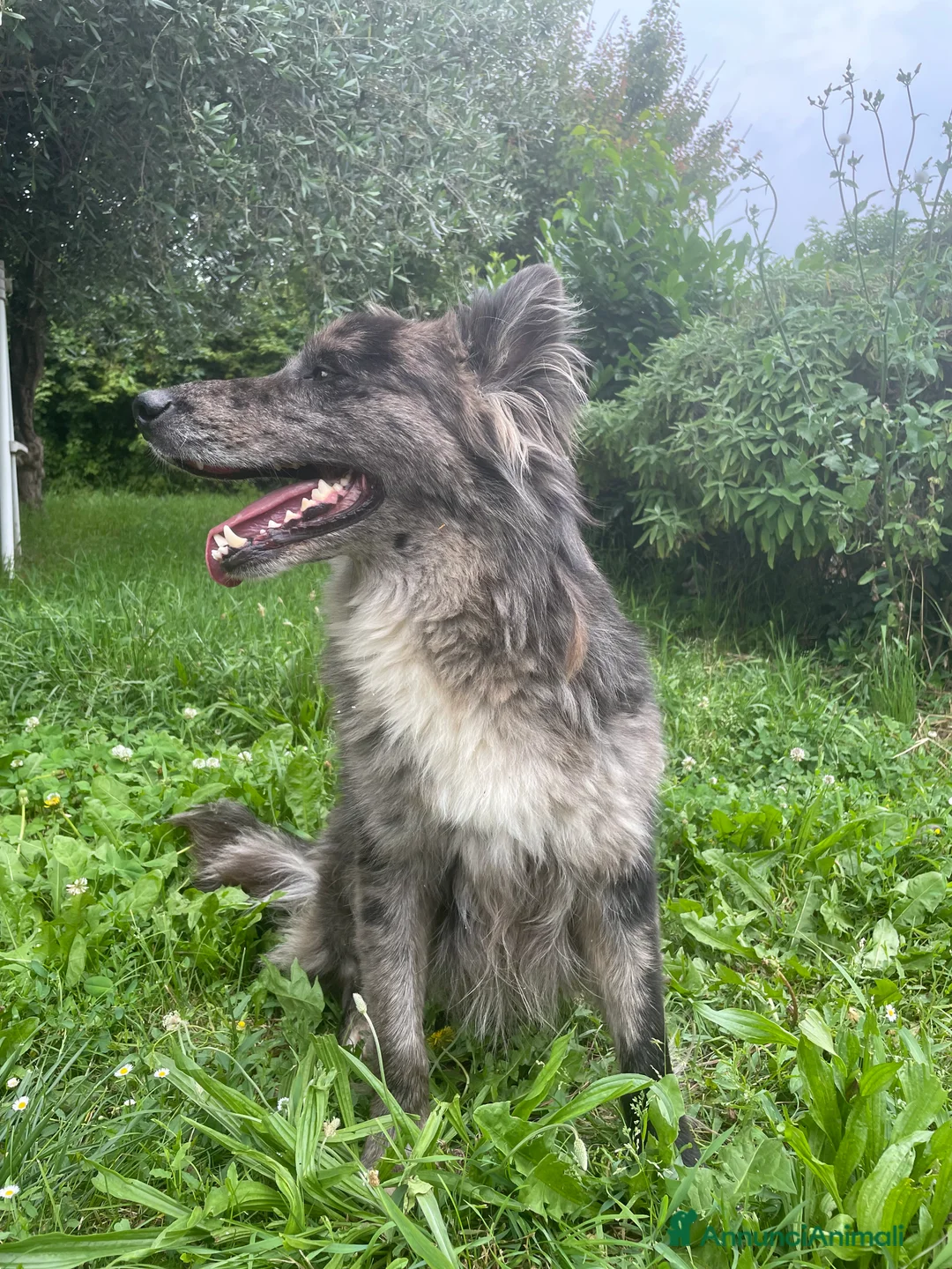 Meticcio cani in regalo: BRESCIA E PEOVINCIA LUCKY CERCA CASA  a Provincia di Brescia - Annuncio 2