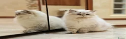 British gatti in vendita: PEDIGREE DA RIPRODUZIONE BRITISH LONGHAIR POINT  - Annuncio 3