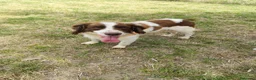 Breton cani in regalo: BACO breton di 3 anni  - Annuncio 10