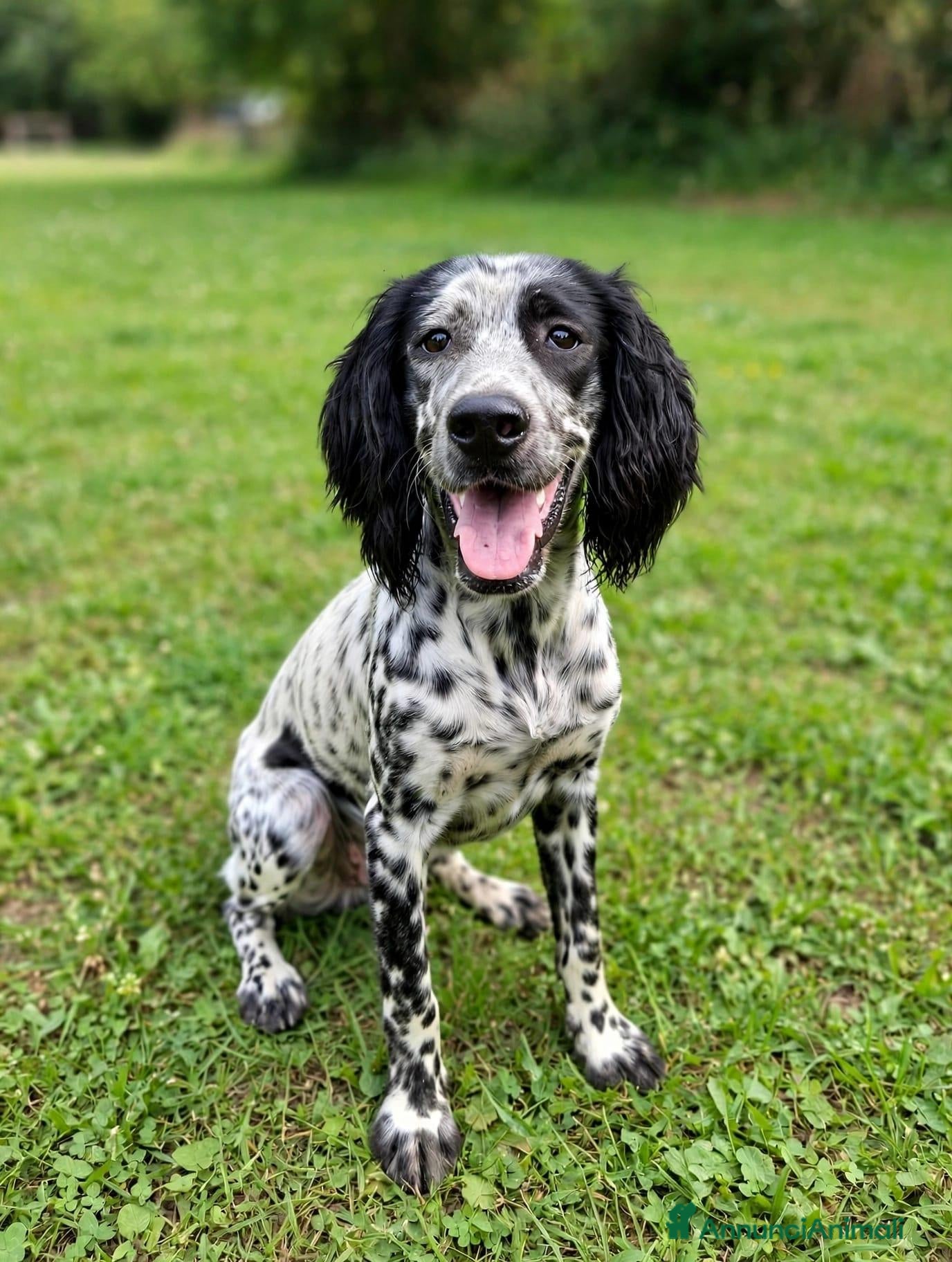 Setter Inglese cani in regalo: Setterina cerca casa - Annuncio 1