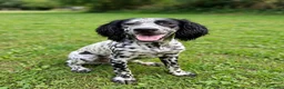 Setter Inglese cani in regalo: Setterina cerca casa - Annuncio 1