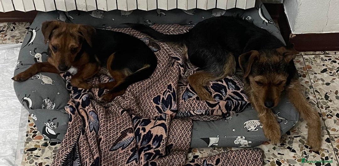 Jagdterrier cani in vendita: Vendo due cuccioli fratelli  - Annuncio 5