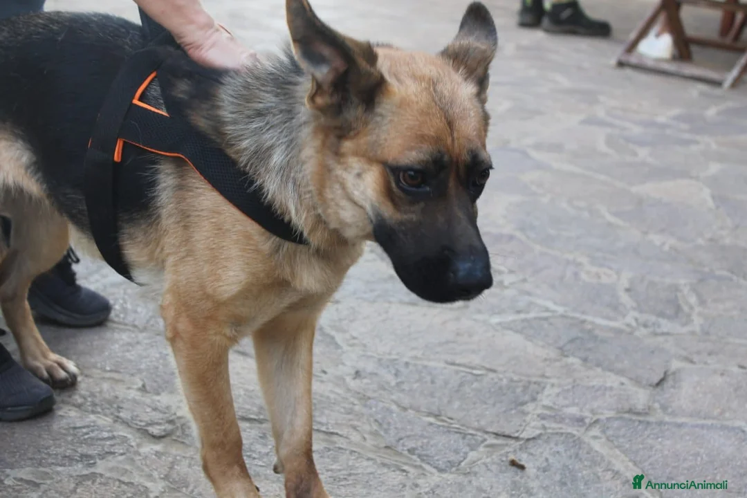 Pinscher Tedesco cani in regalo: Pastore Tedesco scartata xchè CIECA E SORDA!SICILI a Città metropolitana di Milano - Annuncio 6