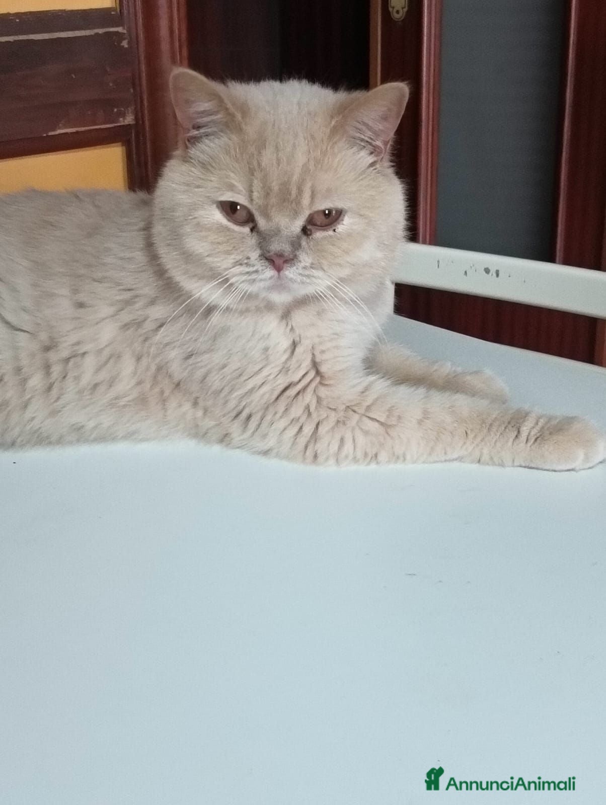 British gatti British shorthair  - Annuncio 4