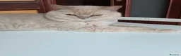 British gatti in vendita: British shorthair  - Annuncio 1