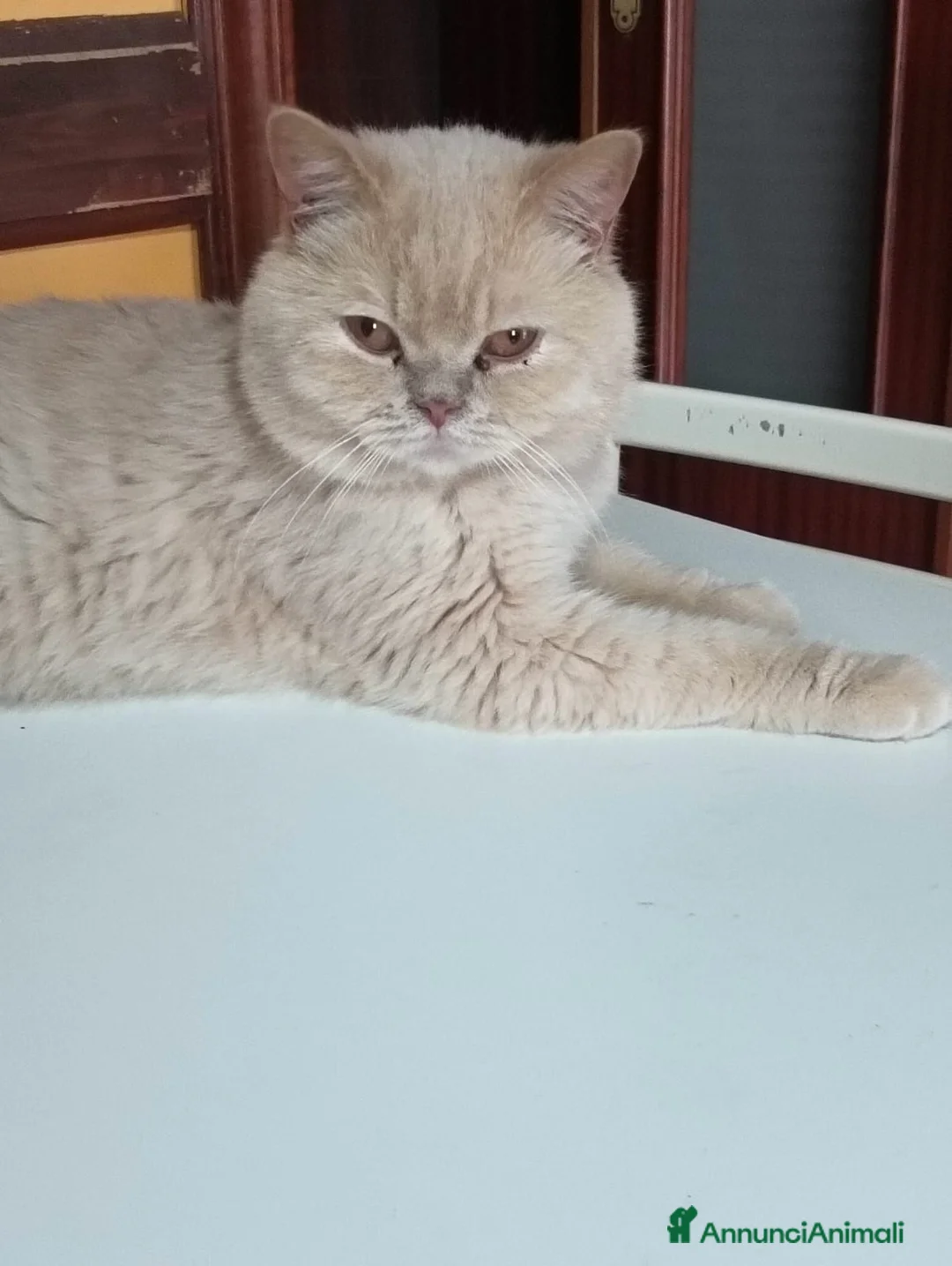 British gatti in vendita: British shorthair  - Annuncio 1