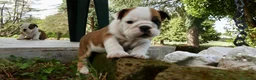 Bulldog cani in vendita: Cuccioli Bulldog Inglese con Pedigree - Annuncio 6