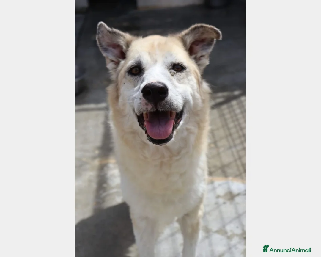 Meticcio cani in regalo: Adulta mai 1carezza da mesi in canile PUGLIA a Milano - Annuncio 4