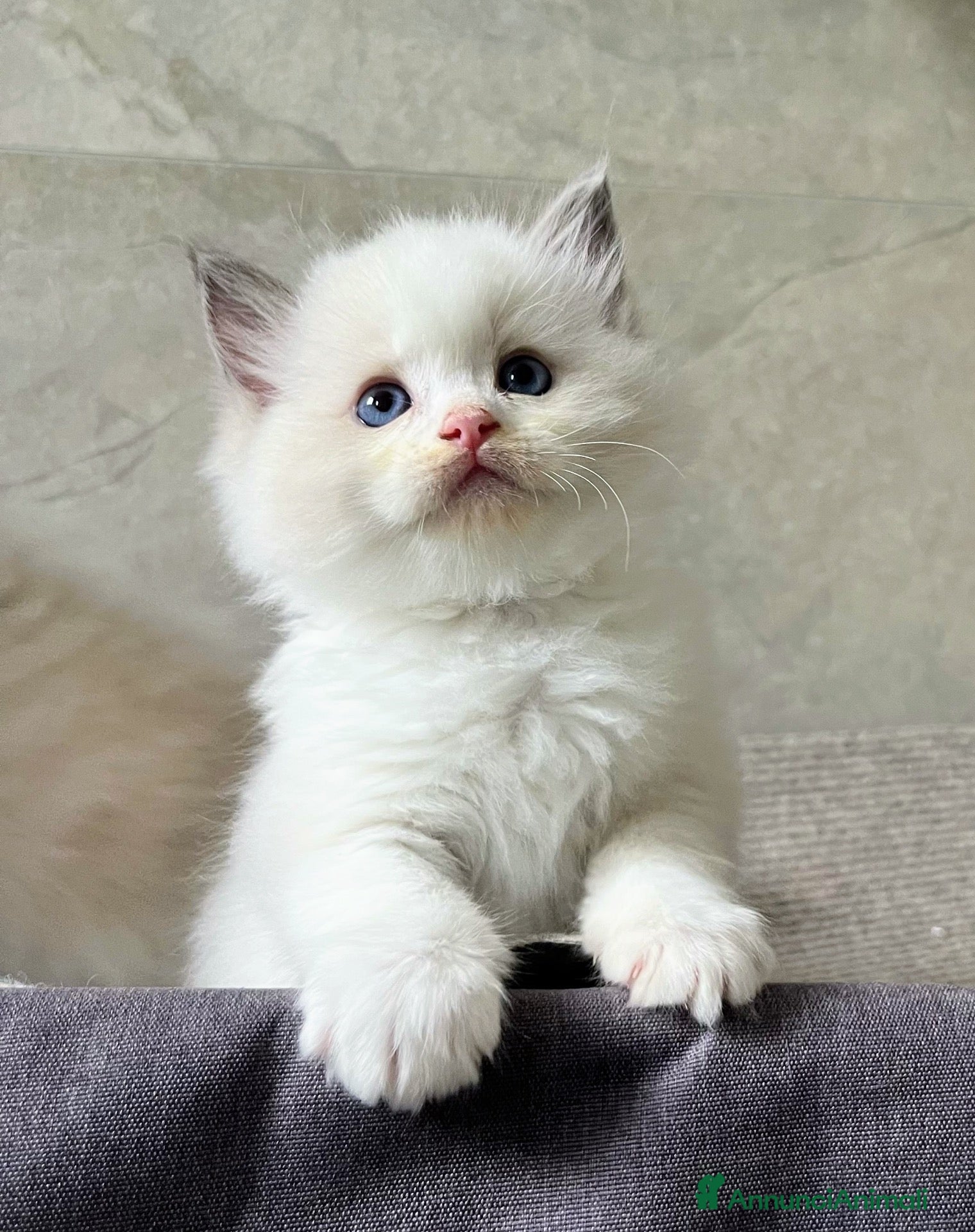 Ragdoll gatti Straordinari cuccioli ragdoll - Annuncio 2