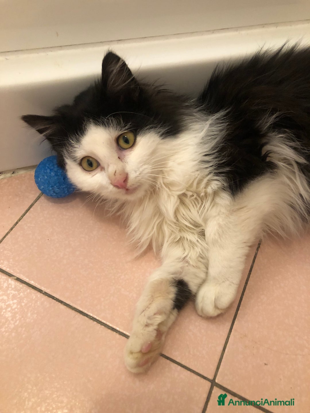 Altre razze gatti in regalo: TIMOTHEE CERCA CASA 🏠 SASSOFERRATO (AN) - Annuncio 4