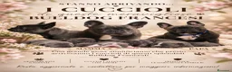 Bulldog Francese cani in vendita: Bulldog francese a Città metropolitana di Palermo - Annuncio 8
