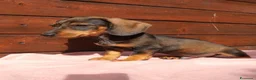 Bassotto Nano cani in vendita: Ultimo cucciolo bassotto tedesco Arlecchino nano - Annuncio 3