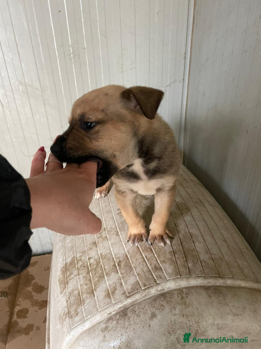 Pitbull cani in regalo: SPLENDIDI CUCCIOLOTTI MIX MOLOSSIDI - Annuncio 5