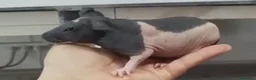 Meticcio cani in vendita: Cavia peruviana skinny  a Città metropolitana di Roma Capitale - Annuncio 3
