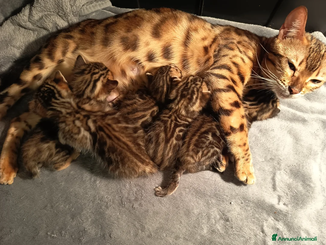 Bengala gatti in vendita: meravigliosi feminucce Bengala  - Annuncio 2