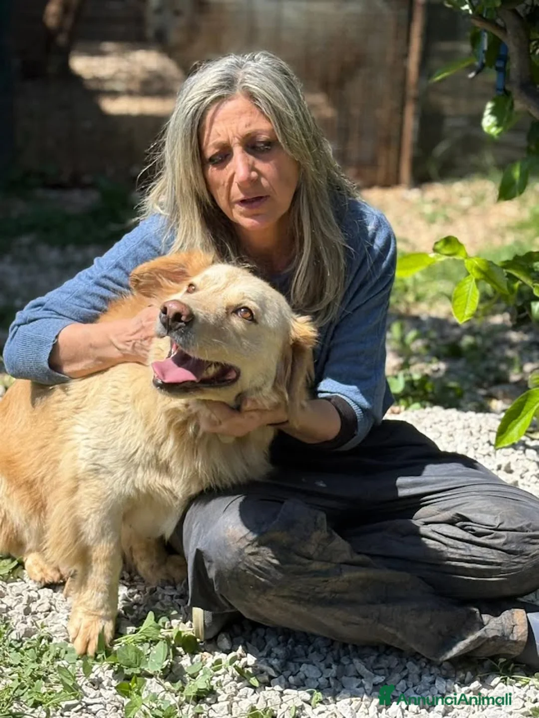 Meticcio cani in regalo: OSCAR bassottone Simil Golden a Città Metropolitana di Bologna - Annuncio 8