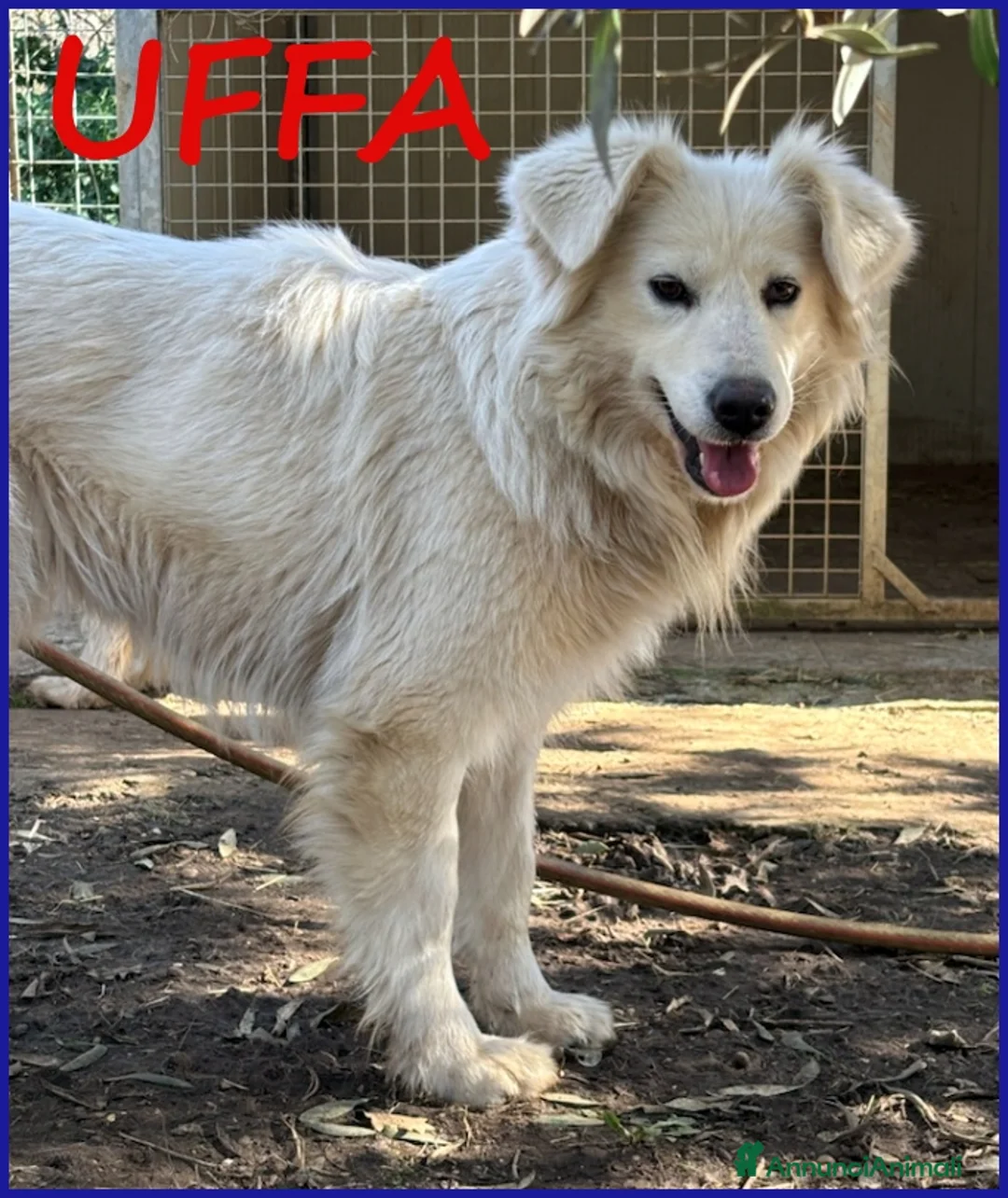 Pastore Maremmano cani in regalo: UFFA, SIMIL MAREMMANA 3 ANNI VAGAVA CON 2 CUCCIOLI - Annuncio 1