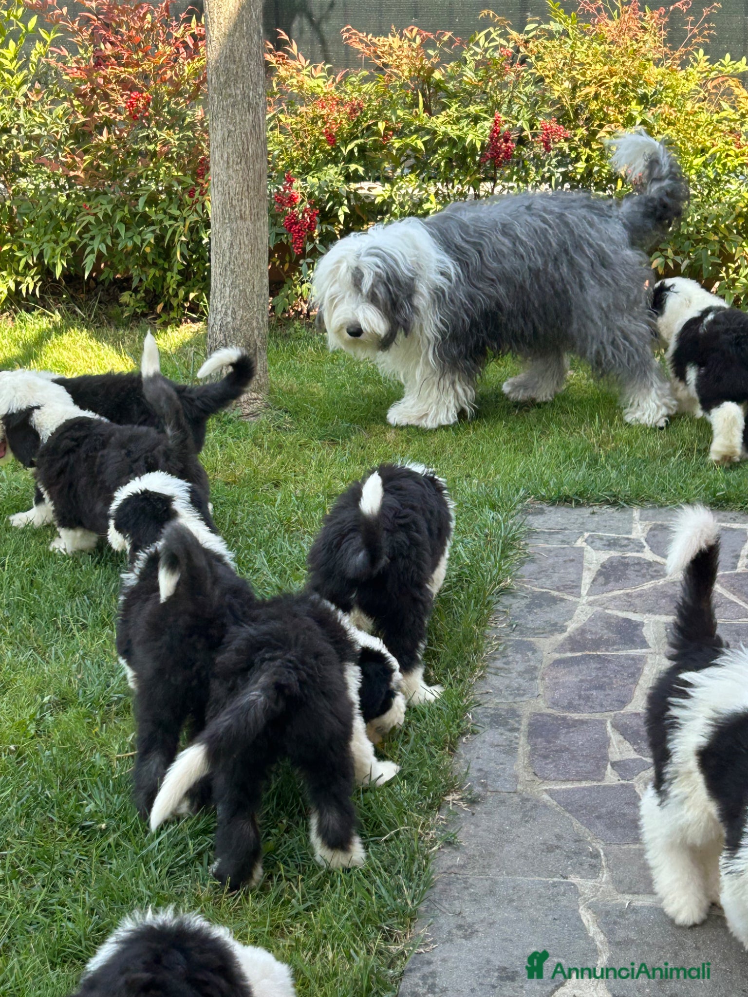 Bobtail cani Cuccioli di Bobtail  - Annuncio 1