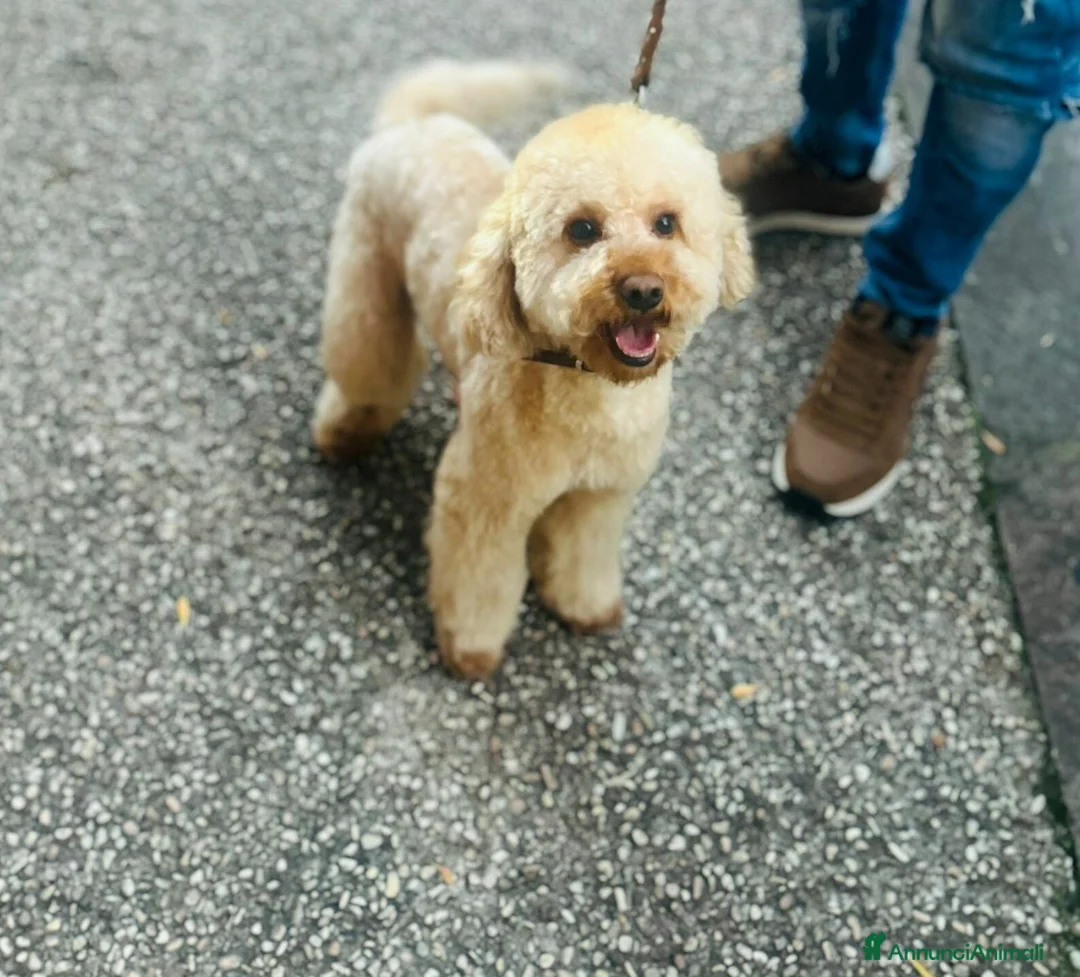 Barboncino cani in regalo: HERMES, BARBONCINO super coccolone! - Annuncio 2