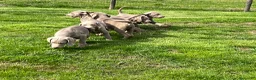 Weimaraner cani in vendita: Cuccioli weimaraner  - Annuncio 5