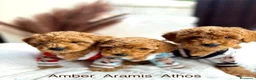 Barboncino Toy cani in vendita: Barboncino Toy tenerissima a Provincia di Catanzaro - Annuncio 5