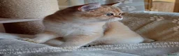 Scottish gatti in vendita: Cuccioli Scottish Straight - Annuncio 18