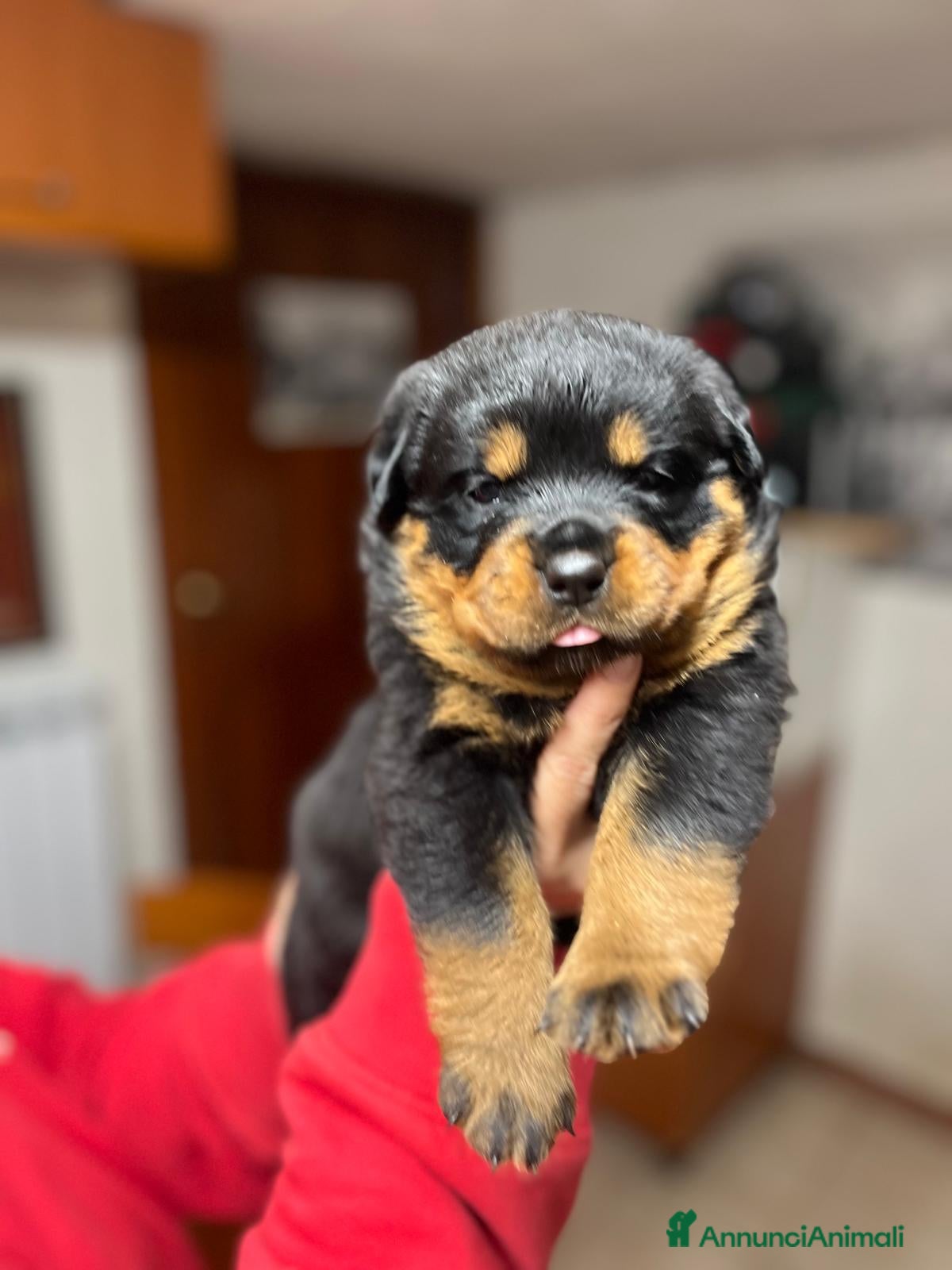 Rottweiler cani Cuccioli Rottweiler - Annuncio 1
