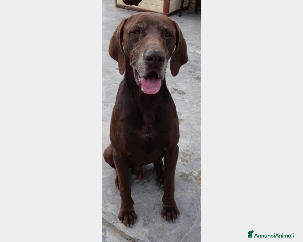 Meticcio cani Bracco Kurzhaar adulto salito in stallo a MIlano a Milano - Annuncio 2