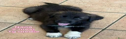 Meticcio cani in regalo: CUCCIOLI ABBANDONATI: URGENTE  a Città Metropolitana di Torino - Annuncio 2