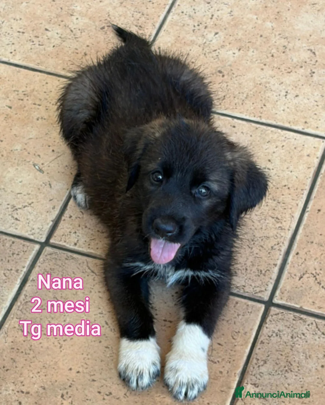 Meticcio cani in regalo: CUCCIOLI ABBANDONATI: URGENTE  a Città Metropolitana di Torino - Annuncio 2