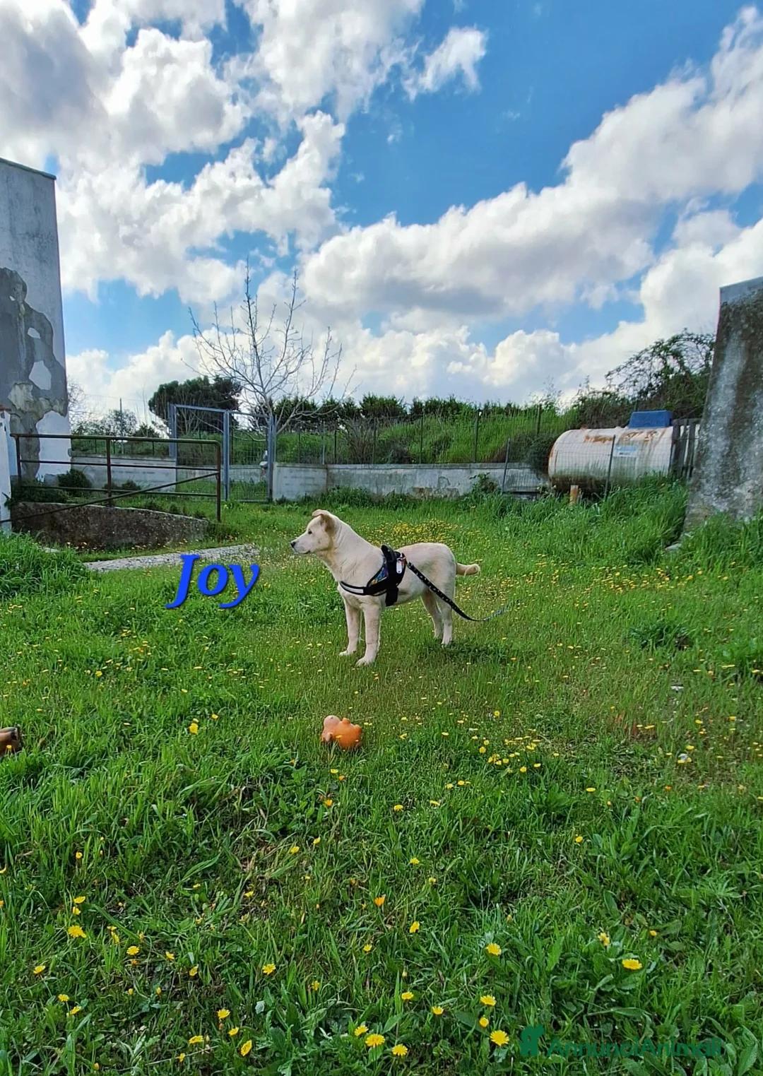 Meticcio cani in regalo: Joy in adozione - Annuncio 2