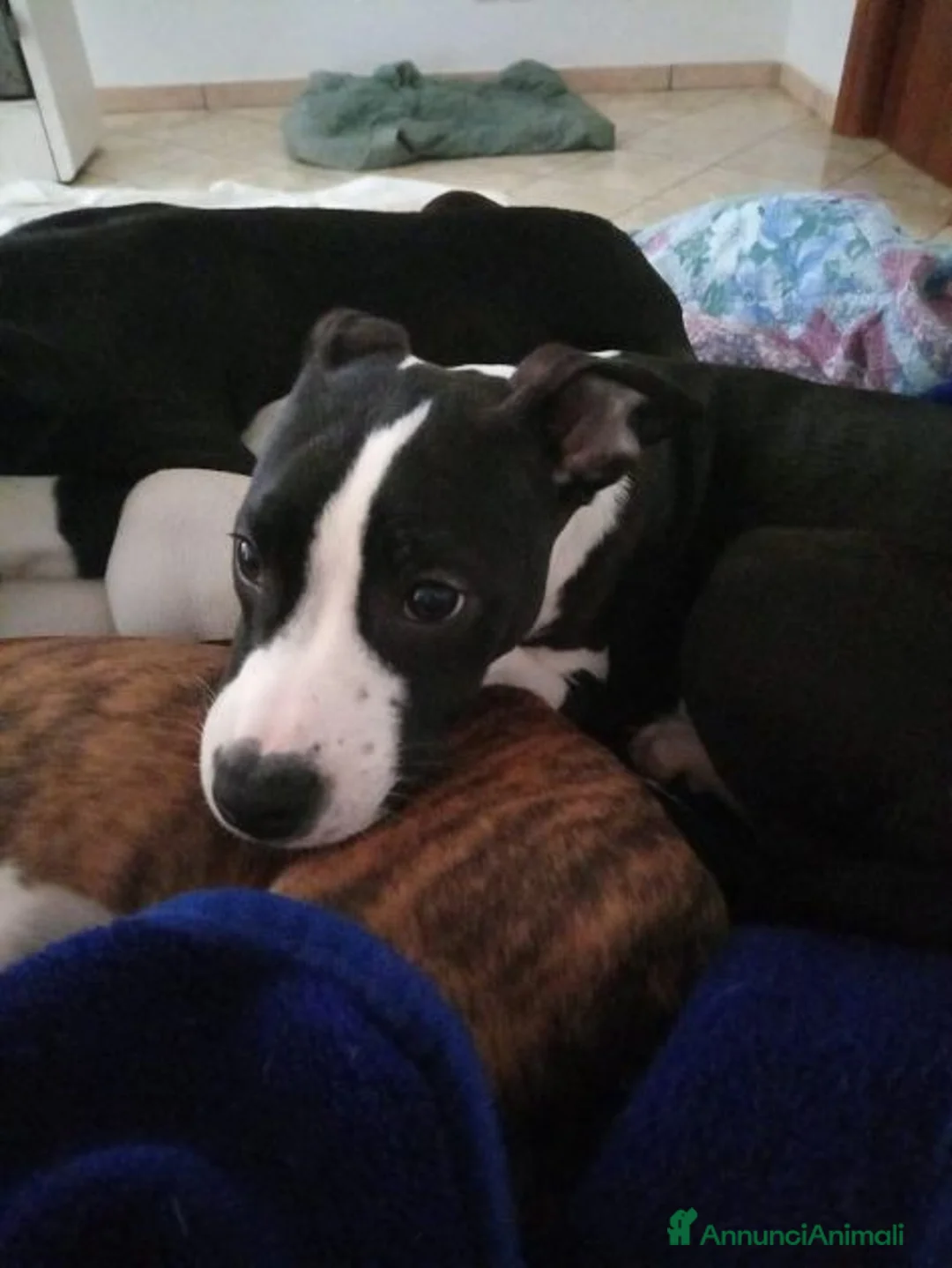 Pitbull cani in regalo: Splendidi cuccioloni - Annuncio 3